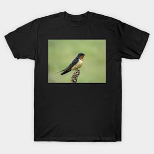 Barn swallow (Hirundo rustica) in Colorado T-Shirt